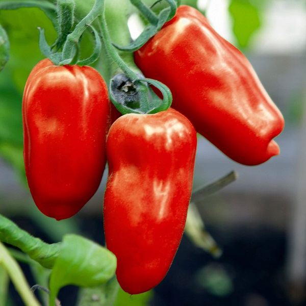 Fleischtomate "San Marzano" - Gartenratgeber Shop